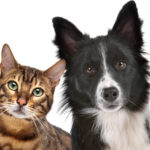 Procurando por cremação de animais?