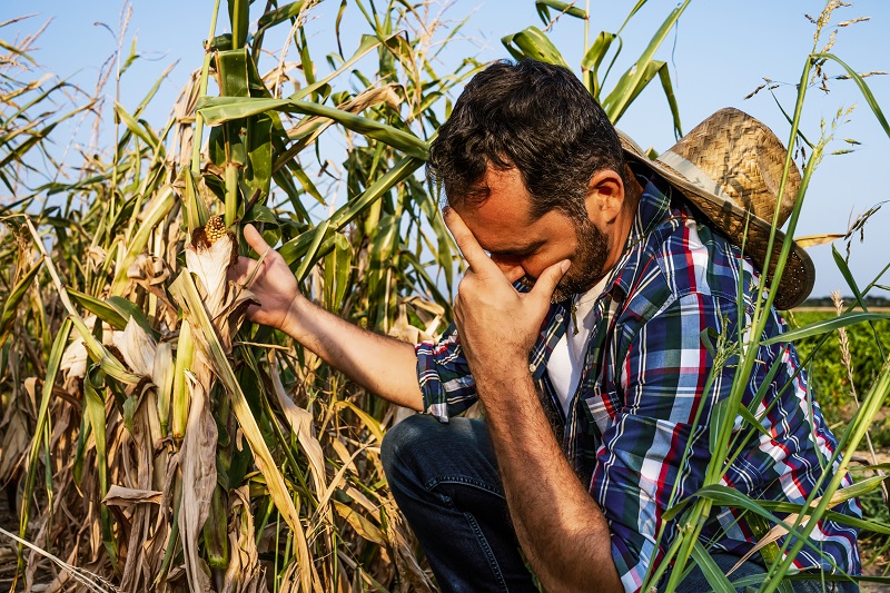 Proagro e Seguro Rural é solicitado por mais de 81 mil produtores devido à seca